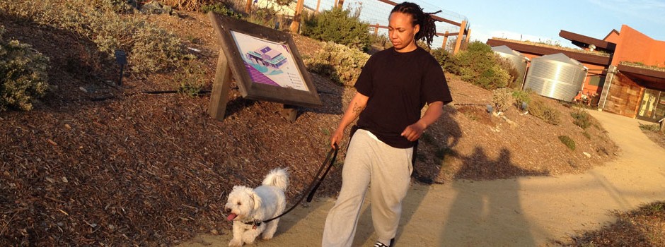 Walk Your Dog