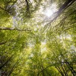 branches-countryside-daylight-566496