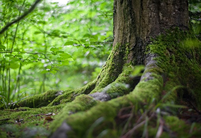environment-forest-grass-142497